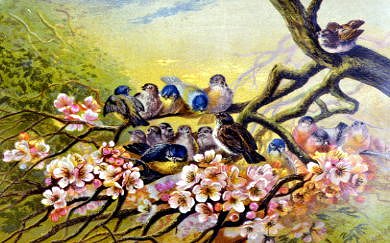 Photo of "BLUETITS IN THE BLOSSOM" by  ANONYMOUS