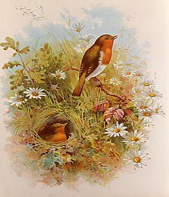 Photo of "ROBIN REDBREAST FROM NISTER'S ""IN PICTURE LAND""" by VICTORIAN ANONYMOUS