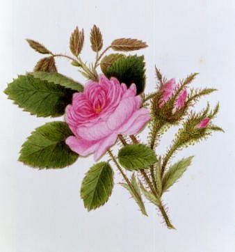 Photo of "A ROSE IN FLOWER WITH PINK ROSEBUDS" by  ANONYMOUS