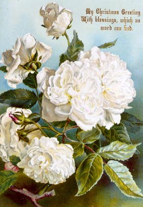 Photo of "WHITE ROSES" by  ANONYMOUS