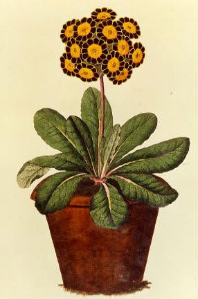 Photo of "A POT OF AURICULA" by FRENCH SCHOOL ANONYMOUS