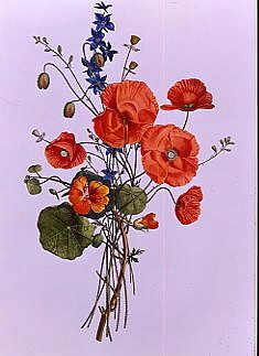 Photo of "BOTANICAL STUDY OF POPPIES" by C. 1850 ANONYMOUS