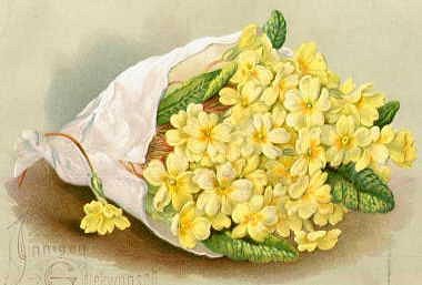 Photo of "EASTER PRIMROSES" by  ANONYMOUS