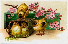 Photo of "EASTER BLOSSOM AND CHICKS" by  ANONYMOUS