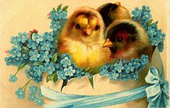 Photo of "EASTER CHICKS WITH FORGET ME NOT" by  ANONYMOUS