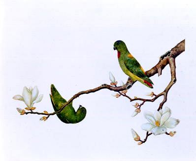 Photo of "BLUE-CROWNED HANGING PARAKEET" by CHINESE PAINTING ANONYMOUS