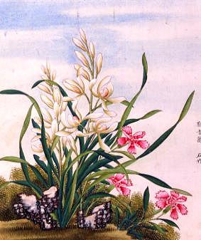 Photo of "A JOSS FLOWER, A FLOWER IN GREAT ESTEEM" by CHINESE WATERCOLOUR ANONYMOUS