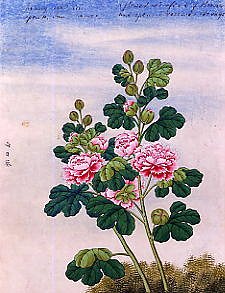 Photo of "FLOWERS." by CHINESE WATERCOLOUR ANONYMOUS