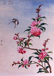 Photo of "CHINESE WATERCOLOUR OF FLOWERS" by  ANONYMOUS