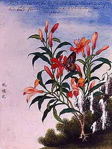 Photo of "CHINESE WATERCOLOUR OF FLOWERS" by  ANONYMOUS