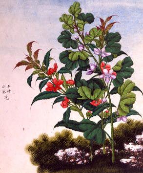 Photo of "FLOWERS" by CHINESE WATERCOLOUR ANONYMOUS