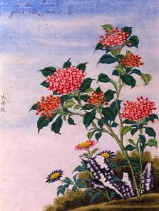 Photo of "CHINESE WATERCOLOUR OF FLOWERS" by  ANONYMOUS