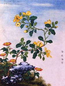 Photo of "CHINESE WATERCOLOUR OF FLOWERS" by  ANONYMOUS