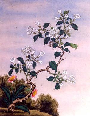 Photo of "FLOWERS" by CHINESE WATERCOLOUR ANONYMOUS