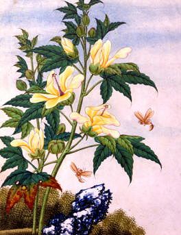 Photo of "FLOWERS." by CHINESE WATERCOLOUR ANONYMOUS