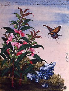 Photo of "FLOWERS." by CHINESE WATERCOLOUR ANONYMOUS