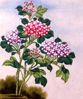 Photo of "FLOWERS." by CHINESE WATERCOLOUR ANONYMOUS