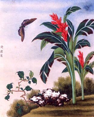 Photo of "FLOWERS." by CHINESE WATERCOLOUR ANONYMOUS