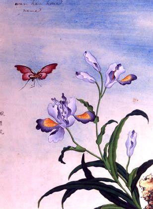 Photo of "FLOWERS." by CHINESE WATERCOLOUR ANONYMOUS