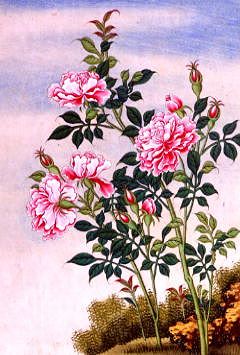 Photo of "A ROSE" by CHINESE WATERCOLOUR ANONYMOUS