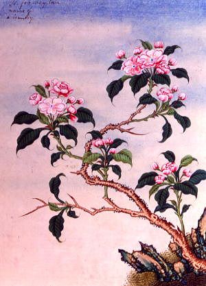 Photo of "FLOWERS" by CHINESE WATERCOLOUR ANONYMOUS