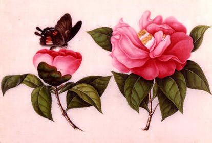 Photo of "CAMELLIAS WITH BUTTERFLY." by  ANONYMOUS