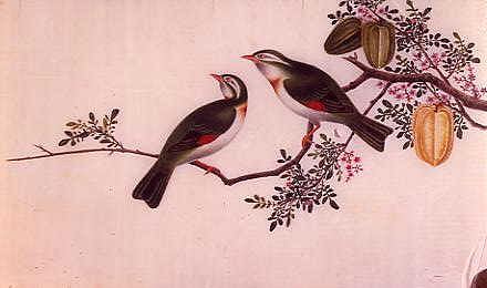 Photo of "STILL LIFE WITH BIRDS AND BLOSSOM." by  ANONYMOUS