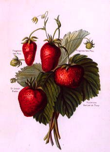 Photo of "A STUDY OF THE STRAWBERRY" by  ANONYMOUS