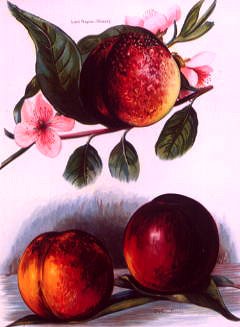 Photo of "A STUDY OF NECTARINES" by  ANONYMOUS