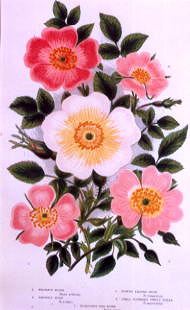 Photo of "A STUDY OF WILD ROSES" by  ANONYMOUS