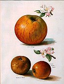 Photo of "A STUDY OF APPLES" by  ANONYMOUS