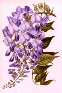 Photo of "A STUDY OF WISTERIA" by  ANONYMOUS