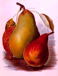 Photo of "A STUDY OF PEARS" by  ANONYMOUS