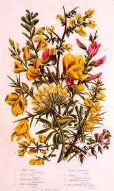 Photo of "A STUDY OF BROOM FLOWERS" by  ANONYMOUS