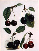 Photo of "A STUDY OF CHERRIES" by  ANONYMOUS