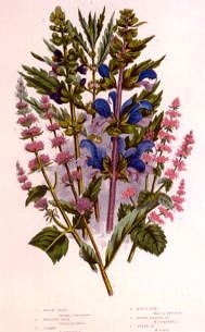 Photo of "A STUDY OF WILD FLOWERS AND MINT" by  ANONYMOUS