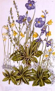 Photo of "A STUDY OF WILD FLOWERS (BLUE & YELLOW)" by  ANONYMOUS