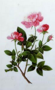 Photo of "STILL LIFE OF ROSES" by  ANONYMOUS