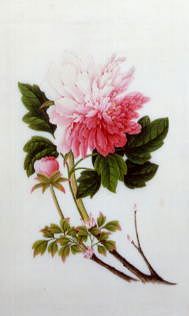 Photo of "STILL LIFE OF A PEONY" by  ANONYMOUS