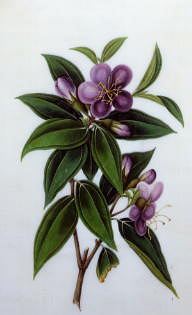 Photo of "STILL LIFE OF RHODODENDRON" by  ANONYMOUS