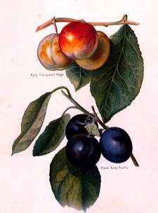 Photo of "A STUDY OF GREENGAGES AND PLUMS" by  ANONYMOUS