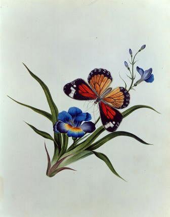 Photo of "STILL LIFE WITH BLUE FLOWERS AND BUTTERFLY" by  ANONYMOUS