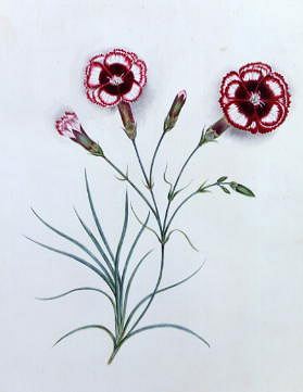 Photo of "STILL LIFE OF DIANTHUS" by  ANONYMOUS