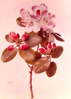 Photo of "RHODODENDRON SOULIEI" by  ANONYMOUS