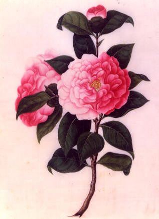 Photo of "CAMELLIA." by  ANONYMOUS